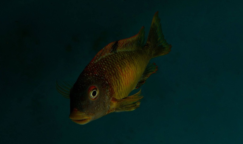 Tropheus moorii 'Kalambo Lodge' Kushangaza